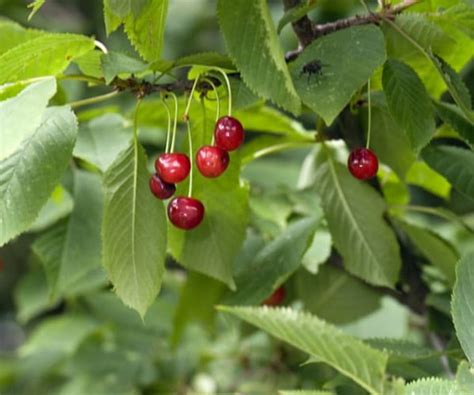 Wild Cherry: Identification and Edibility UK